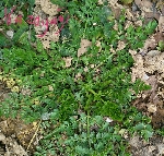 Yabancı Otlara Karşı İlaç Listesi