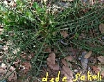 Yabancı Otlara Karşı İlaç Listesi