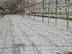 Solarizasyon Yöntemi Hangi Zararlılara Etki Eder? Ne Zaman Yapılır?