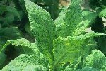 Tütün Mozaik Virüsü (TMV) Nedir? Belirtileri, Bulaşma Ve Mücadelesi