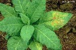 Tütün Mozaik Virüsü (TMV) Nedir? Belirtileri, Bulaşma Ve Mücadelesi