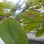 Ceviz Ağaçlarında Görülen Hastalıklar Ve Zararlılar Nelerdir?