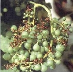 Kızıl Yanıklık Hastalığı Kızıl Yanıklık Hastalığı