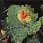 Kızıl Yanıklık Hastalığı Kızıl Yanıklık Hastalığı