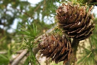 Karaçam Ağacı: Dayanıklı Ve Estetik Orman Bitkisi