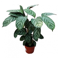 Kalatya (Tavus Kuşu) Çiçeği: Göz Alıcı İç Mekan Bitkisi Kalatya (Tavus Kuşu) Çiçeği: Göz Alıcı İç Mekan Bitkisi