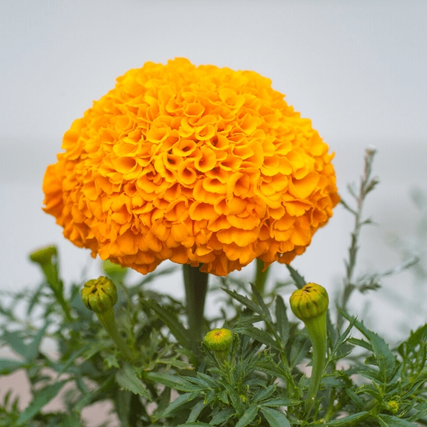 Kadife Çiçeği: Renkli Ve Dayanıklı Bahçe Bitkisi Kadife Çiçeği: Renkli Ve Dayanıklı Bahçe Bitkisi