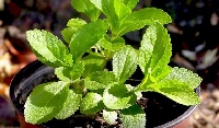 Şeker Otu Stevia Bitkisi Yetiştiriciliği Nasıl Yapılır?