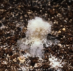 Örümcek Ağı Hastalığı (Islak Kabarcık) Nedir?