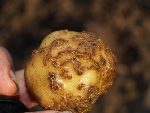 Patates Adi Uyuz Hastalığı Belirtileri Ve Mücadele Yöntemleri