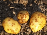 Patates Adi Uyuz Hastalığı Belirtileri Ve Mücadele Yöntemleri