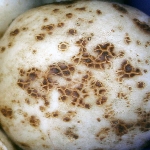 Patates Adi Uyuz Hastalığı Belirtileri Ve Mücadele Yöntemleri
