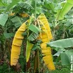 🍌 Muz Fusarium Solgunluğu (Panama Hastalığı) Nedir? 🍌 Muz Fusarium Solgunluğu (Panama Hastalığı) Nedir?