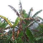 🍌 Muz Fusarium Solgunluğu (Panama Hastalığı) Nedir? 🍌 Muz Fusarium Solgunluğu (Panama Hastalığı) Nedir?