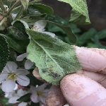 Yaprak Biti Ve Karınca İlişkileri: Mutualizm Ve Tarıma Etkileri
