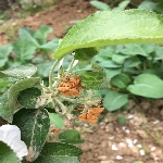 Yaprak Biti Ve Karınca İlişkileri: Mutualizm Ve Tarıma Etkileri