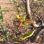 Şeftali Yaprak Kıvırcıklığı Hast. Belirtileri, Nedenleri Ve Mücadesi Şeftali Yaprak Kıvırcıklığı Hast. Belirtileri, Nedenleri Ve Mücadesi