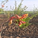 Şeftali Yaprak Kıvırcıklığı Hast. Belirtileri, Nedenleri Ve Mücadesi Şeftali Yaprak Kıvırcıklığı Hast. Belirtileri, Nedenleri Ve Mücadesi