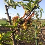 Şeftali Yaprak Kıvırcıklığı Hast. Belirtileri, Nedenleri Ve Mücadesi Şeftali Yaprak Kıvırcıklığı Hast. Belirtileri, Nedenleri Ve Mücadesi