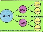 Mayoz Bölünme Nedir?