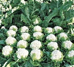 Karnabahar Yetiştiriciliği Nasıl Yapılır? | Adım Adım Rehber