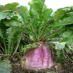 Şalgam Yetiştiriciliği Nasıl Yapılır? | Verimli Şalgam Ekimi Ve Bakımı Şalgam Yetiştiriciliği Nasıl Yapılır? | Verimli Şalgam Ekimi Ve Bakımı