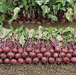 Şalgam Yetiştiriciliği Nasıl Yapılır? | Verimli Şalgam Ekimi Ve Bakımı Şalgam Yetiştiriciliği Nasıl Yapılır? | Verimli Şalgam Ekimi Ve Bakımı