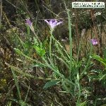 Yakı Otu Nedir? (Epilobium)
