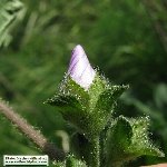 Yabani Ebegümeci Nedir?