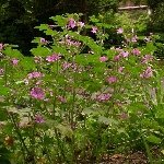 Yabani Ebegümeci Nedir?