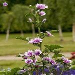 Yabani Ebegümeci Nedir?