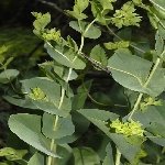 Tavşan Kulağı Nedir?