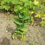 Tavşan Kulağı Nedir?