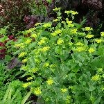 Tavşan Kulağı Nedir?