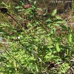 Düğmeotu (Achillea Millefolium) Nedir? Özellikleri Ve Faydaları