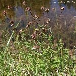 Düğmeotu (Achillea Millefolium) Nedir? Özellikleri Ve Faydaları