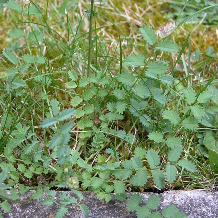 Düğmeotu (Achillea Millefolium) Nedir? Özellikleri Ve Faydaları
