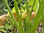 Örtüaltı Kabak Yetiştiriciliği Nasıl Yapılır?