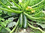 Örtüaltı Kabak Yetiştiriciliği Nasıl Yapılır?