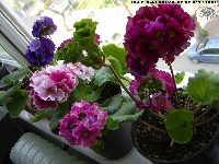 Onbir Ay Çiçeği (Portulaca Grandiflora)