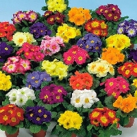 Onbir Ay Çiçeği (Portulaca Grandiflora) Onbir Ay Çiçeği (Portulaca Grandiflora)