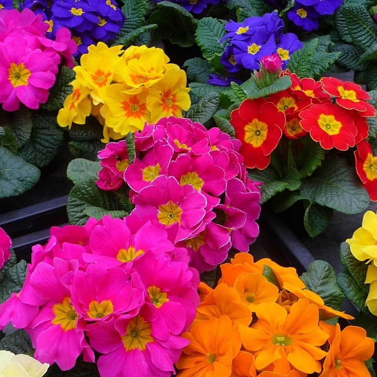 Onbir Ay Çiçeği (Portulaca Grandiflora) Onbir Ay Çiçeği (Portulaca Grandiflora)