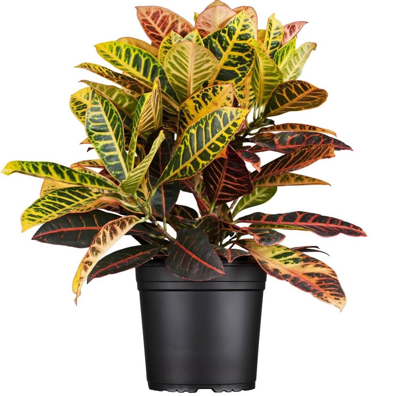 Kroton Bitkisi: Canlı Renkleri Ve Sağlık Faydalarıyla Eviniz