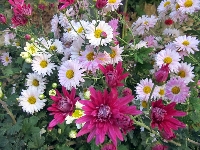 Krizantem (Kasımpatı) Çiçeği: Baharın Göz Alıcı Güzelliği