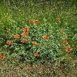 Papaver Rhoeas L.: Gelincik Otu Nedir?