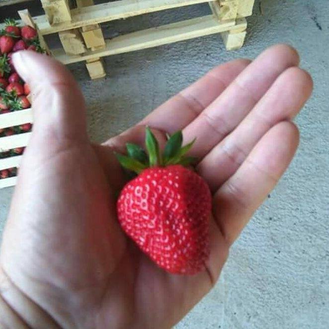 Çilek Yetiştiriciliğinde Gübreleme Programı Nasıl Olmalıdır? Çilek Yetiştiriciliğinde Gübreleme Programı Nasıl Olmalıdır?