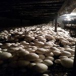 Kültür Mantarı Tarımı Nasıl Yapılır? Kültür Mantarı Tarımı Nasıl Yapılır?