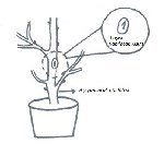 Güllerde Aşılama Teknikleri Nelerdir? – Adım Adım Rehber