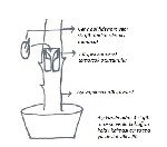 Güllerde Aşılama Teknikleri Nelerdir? – Adım Adım Rehber