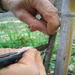 Kayısı Aşılama (T Göz Aşısı Yöntemiyle) Ne Zaman Ve Nasıl Yapılır? Kayısı Aşılama (T Göz Aşısı Yöntemiyle) Ne Zaman Ve Nasıl Yapılır?